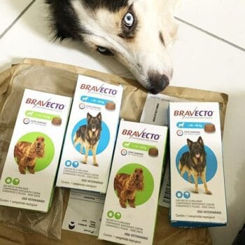 Bravecto para Cães - Várias dosagens, para cães de 2kg à 56kg