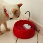 Fonte para Gatos Aqua Mini Bivolt Vermelha Amicus