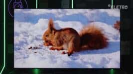 TCL C7K 75”: Comprar Agora por R$ 5–6 mil ou Esperar a Black Friday?