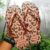 Chinelo Slim Animals, Havaianas, Feminino